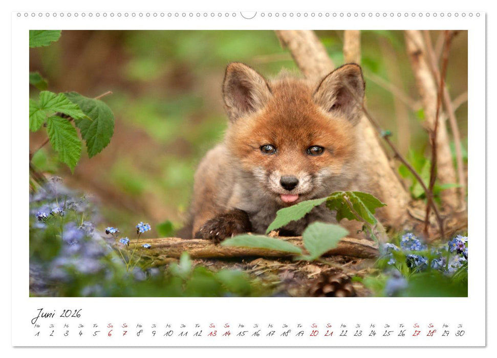 Füchse - zauberhafte Seelen (CALVENDO Premium Wandkalender 2026)