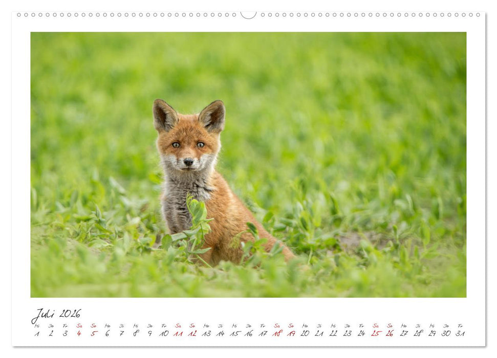 Füchse - zauberhafte Seelen (CALVENDO Premium Wandkalender 2026)