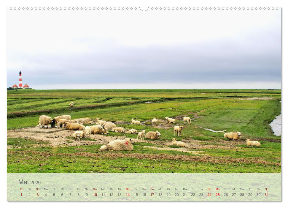 Salzwiesen, Schafe und Watt - Westerhever, ein Naturparadies an der Nordsee (CALVENDO Wandkalender 2026)