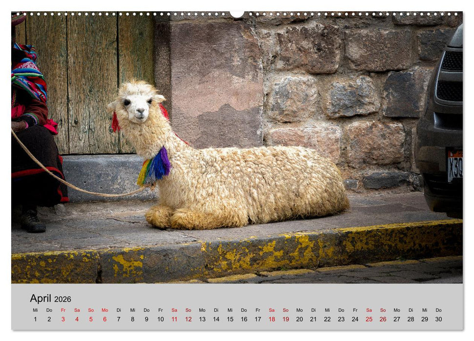 Unter Lamas und Alpakas (CALVENDO Premium Wandkalender 2026)