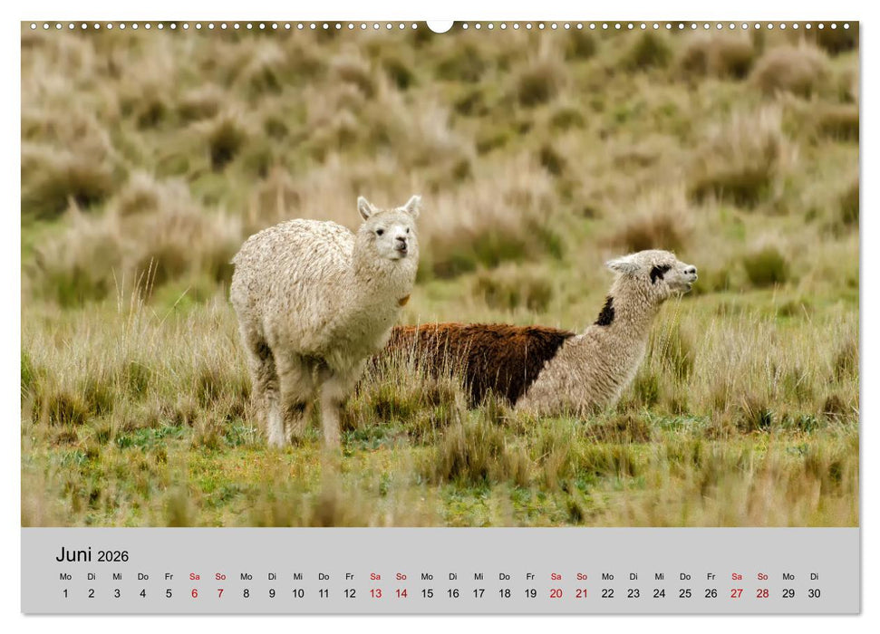 Unter Lamas und Alpakas (CALVENDO Premium Wandkalender 2026)