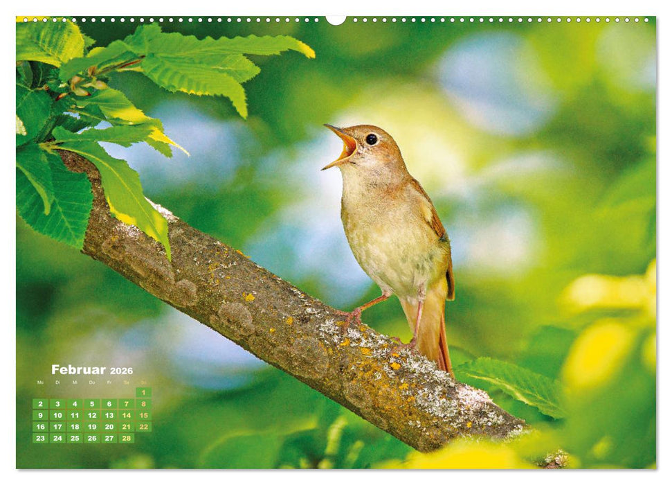 Amsel, Fink und Star: Heimische Vögel (CALVENDO Wandkalender 2026)