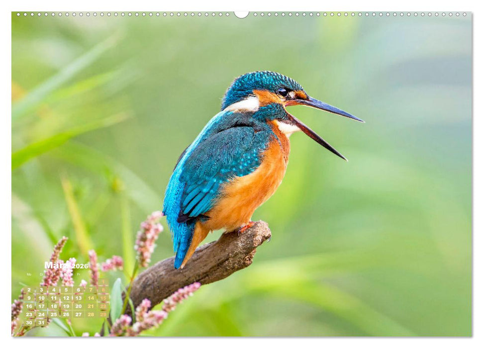 Amsel, Fink und Star: Heimische Vögel (CALVENDO Wandkalender 2026)