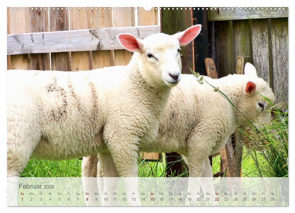Salzwiesen, Schafe und Watt - Westerhever, ein Naturparadies an der Nordsee (CALVENDO Premium Wandkalender 2026)