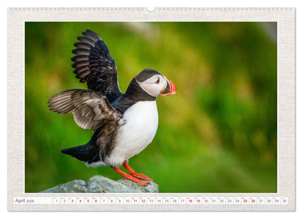 Die kleinen schönen (CALVENDO Premium Wandkalender 2026)