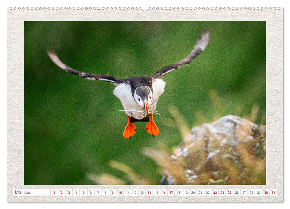 Die kleinen schönen (CALVENDO Premium Wandkalender 2026)