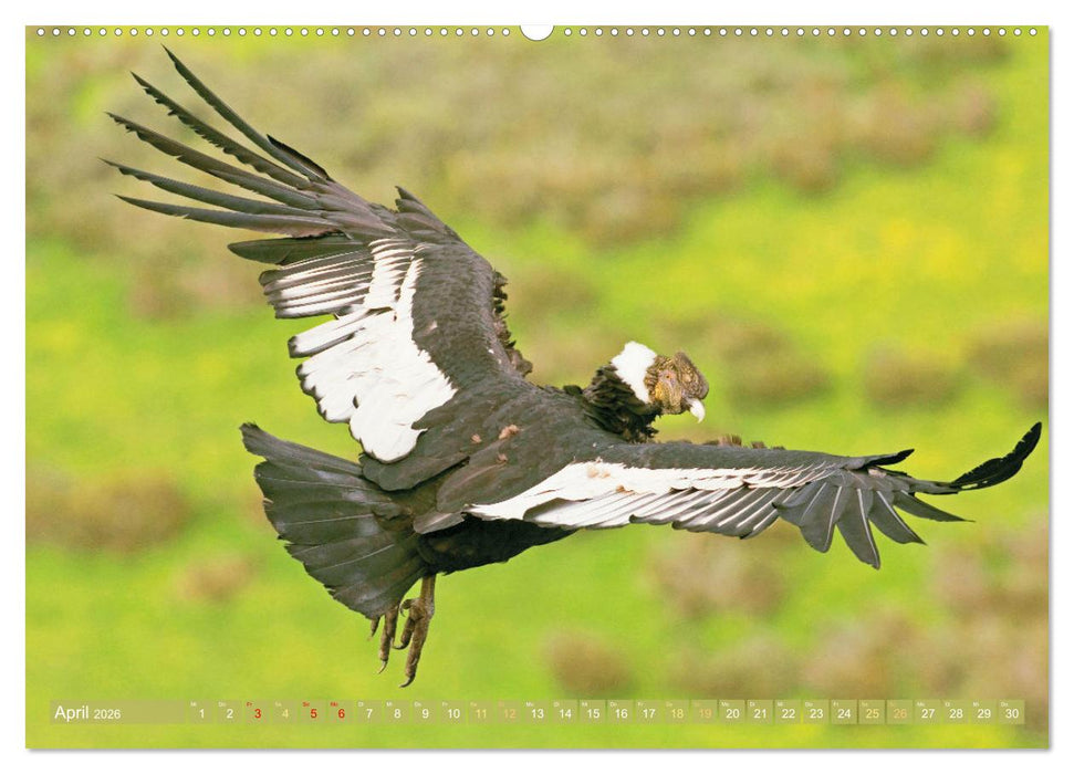 Peru: Natur mit Geschichte (CALVENDO Wandkalender 2026)