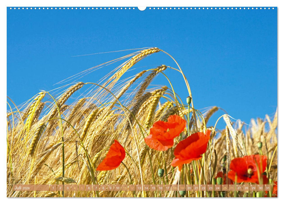 Whisky: Reine Geschmacksache (CALVENDO Premium Wandkalender 2026)