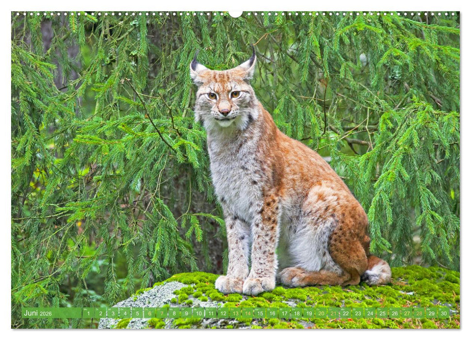 Traumhaftes Schweden: Weites Land im Norden Europas (CALVENDO Premium Wandkalender 2026)