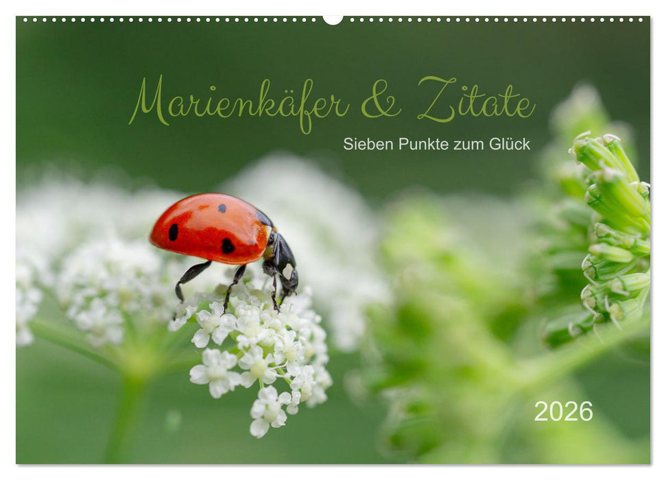 Marienkäfer & Zitate - Sieben Punkte zum Glück (CALVENDO Wandkalender 2026)