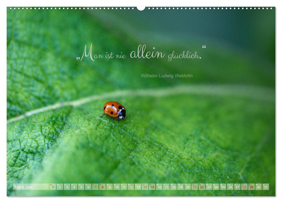 Marienkäfer & Zitate - Sieben Punkte zum Glück (CALVENDO Wandkalender 2026)