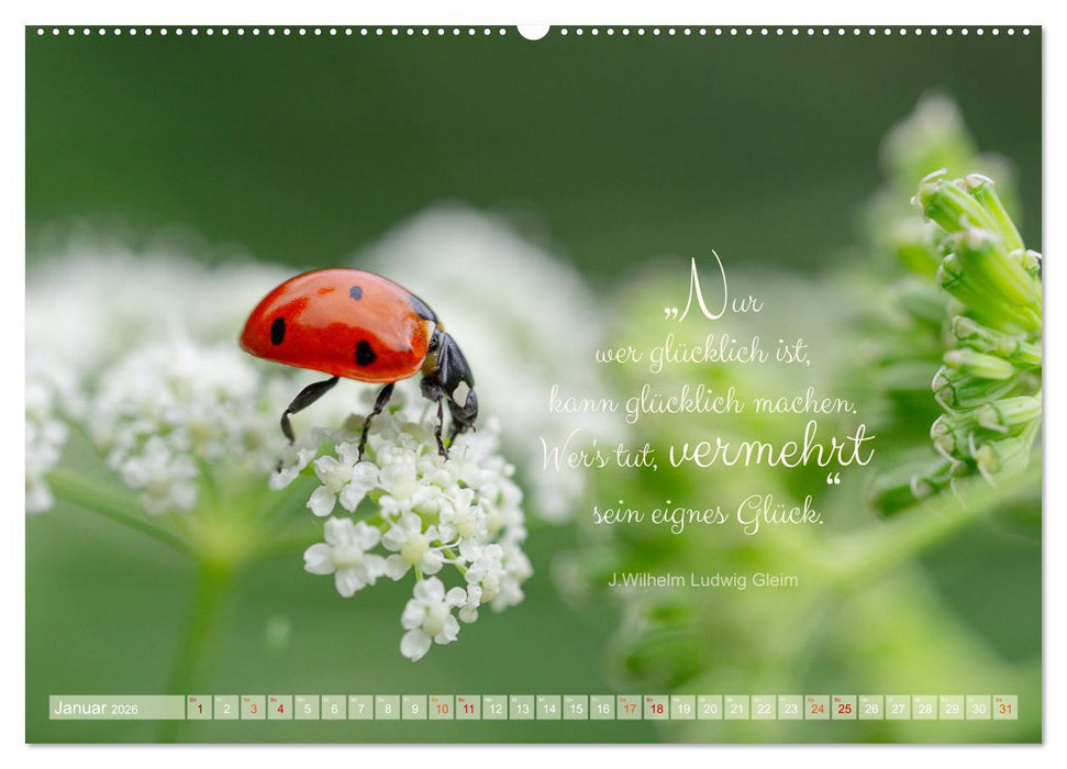 Marienkäfer & Zitate - Sieben Punkte zum Glück (CALVENDO Premium Wandkalender 2026)