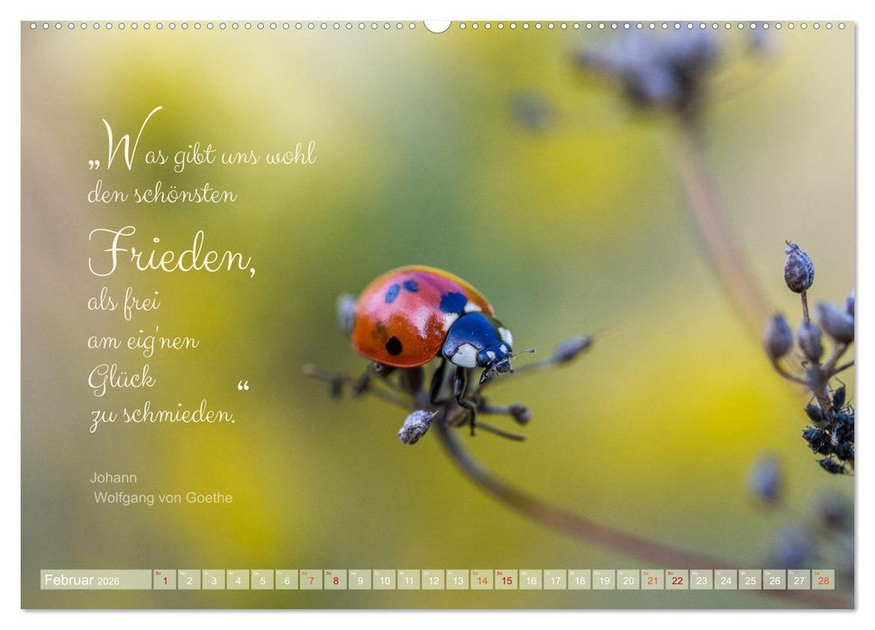 Marienkäfer & Zitate - Sieben Punkte zum Glück (CALVENDO Premium Wandkalender 2026)