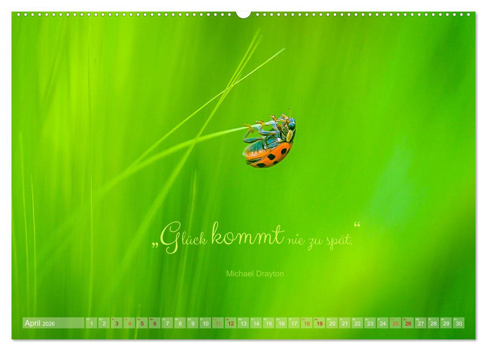 Marienkäfer & Zitate - Sieben Punkte zum Glück (CALVENDO Premium Wandkalender 2026)