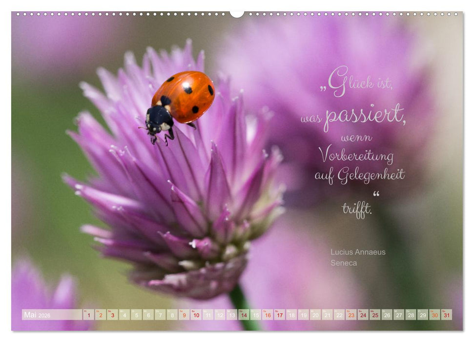 Marienkäfer & Zitate - Sieben Punkte zum Glück (CALVENDO Premium Wandkalender 2026)