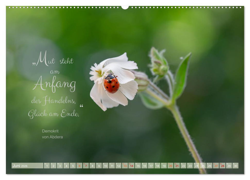 Marienkäfer & Zitate - Sieben Punkte zum Glück (CALVENDO Premium Wandkalender 2026)
