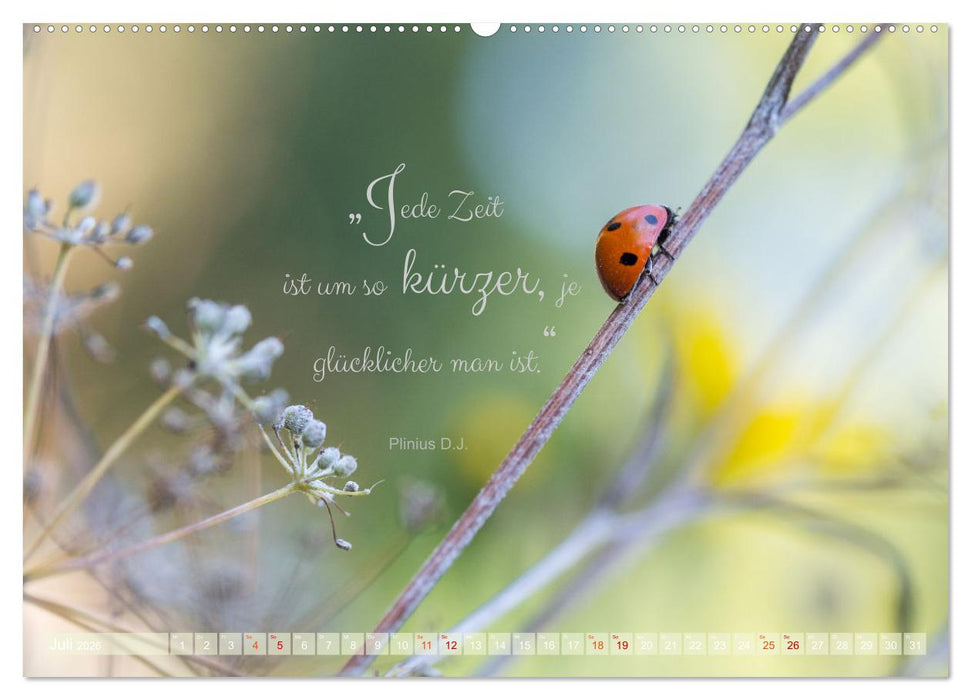 Marienkäfer & Zitate - Sieben Punkte zum Glück (CALVENDO Premium Wandkalender 2026)