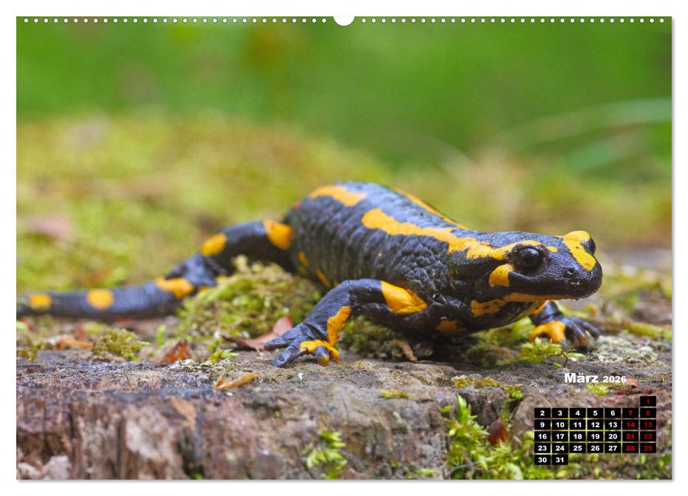 Wildes Bochum (CALVENDO Wandkalender 2026)