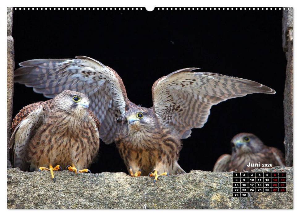 Wildes Bochum (CALVENDO Premium Wandkalender 2026)