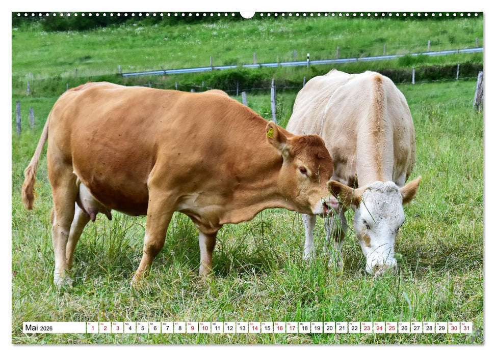 Liebenswerte Rinder (CALVENDO Wandkalender 2026)
