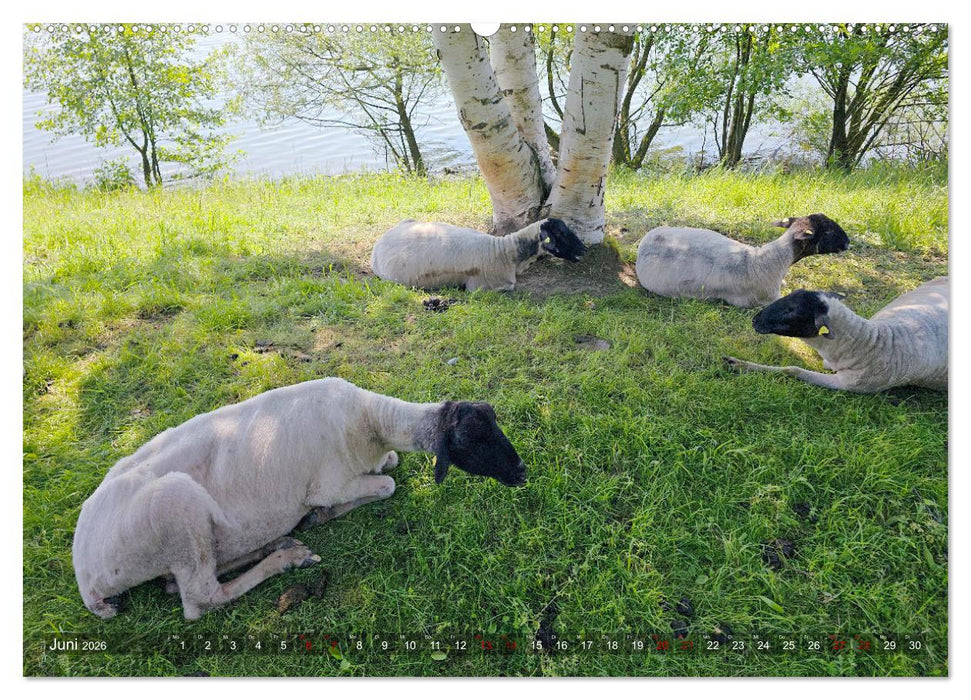 Ruhr-Wiesen (CALVENDO Premium Wandkalender 2026)