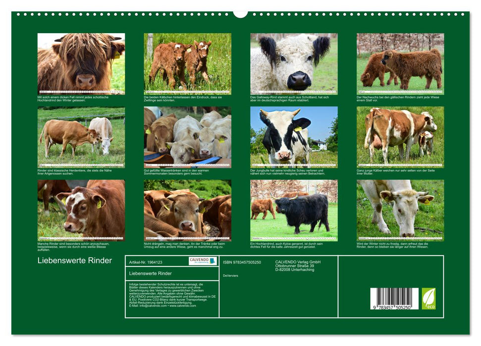 Liebenswerte Rinder (CALVENDO Premium Wandkalender 2026)