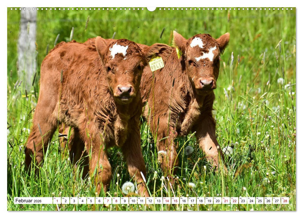 Liebenswerte Rinder (CALVENDO Premium Wandkalender 2026)