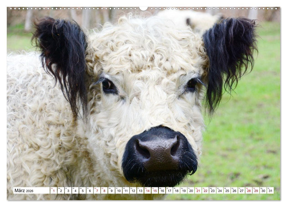 Liebenswerte Rinder (CALVENDO Premium Wandkalender 2026)