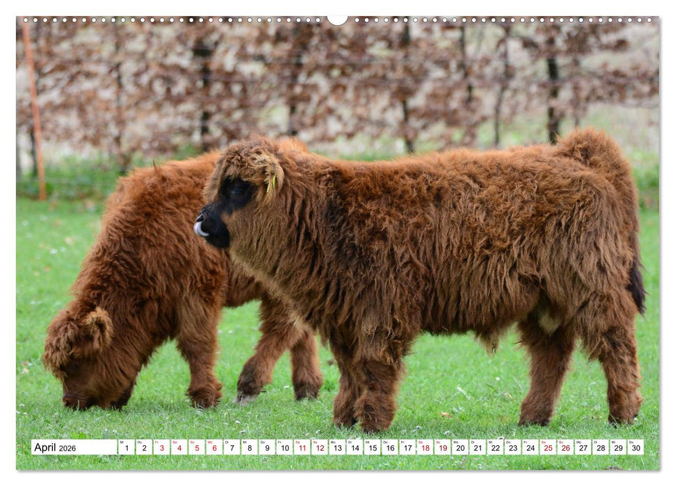 Liebenswerte Rinder (CALVENDO Premium Wandkalender 2026)