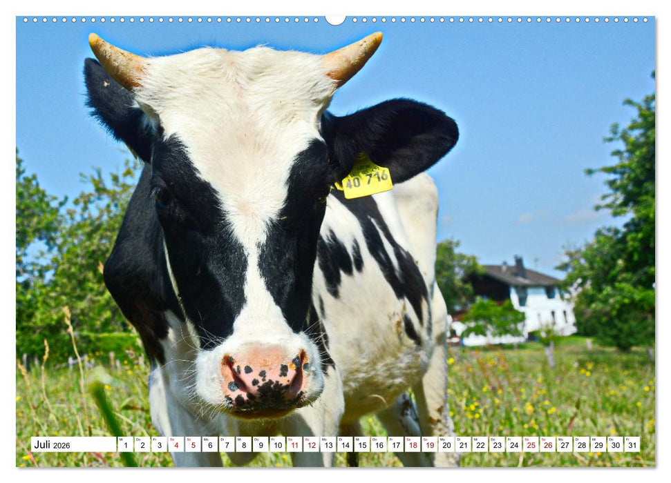 Liebenswerte Rinder (CALVENDO Premium Wandkalender 2026)
