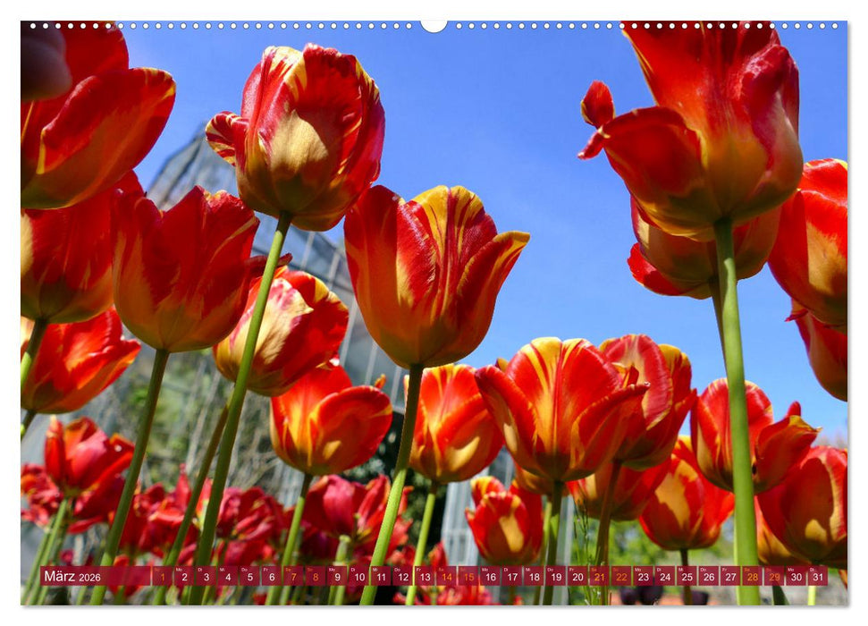 Garten von unten. Ein Perspektivwechsel (CALVENDO Wandkalender 2026)