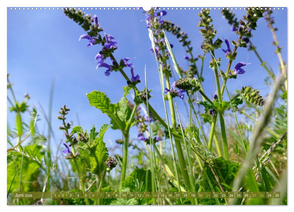 Garten von unten. Ein Perspektivwechsel (CALVENDO Wandkalender 2026)