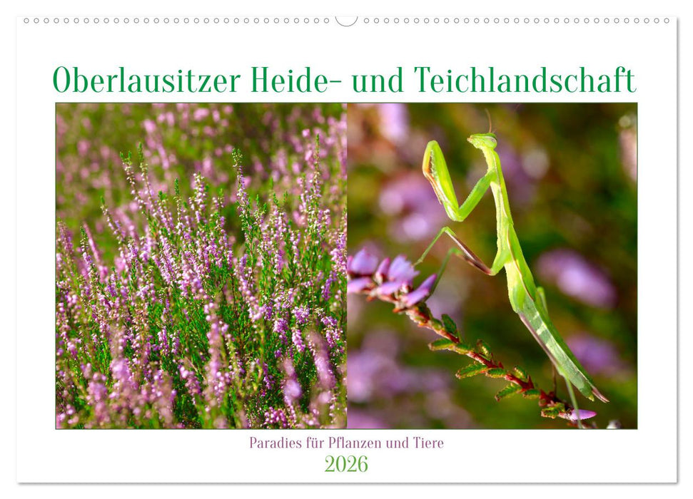 Oberlausitzer Heide- und Teichlandschaft (CALVENDO Wandkalender 2026)