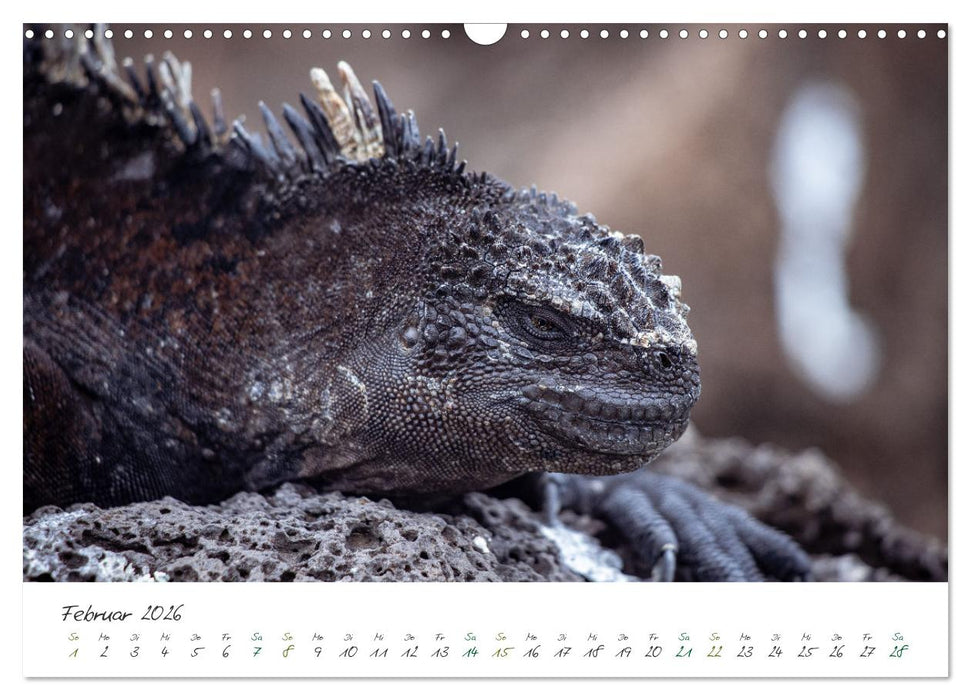 Wildes Galapagos - Die Tiere der Galapagos Inseln (CALVENDO Wandkalender 2026)