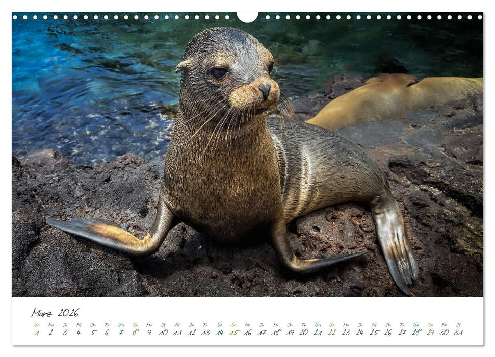 Wildes Galapagos - Die Tiere der Galapagos Inseln (CALVENDO Wandkalender 2026)