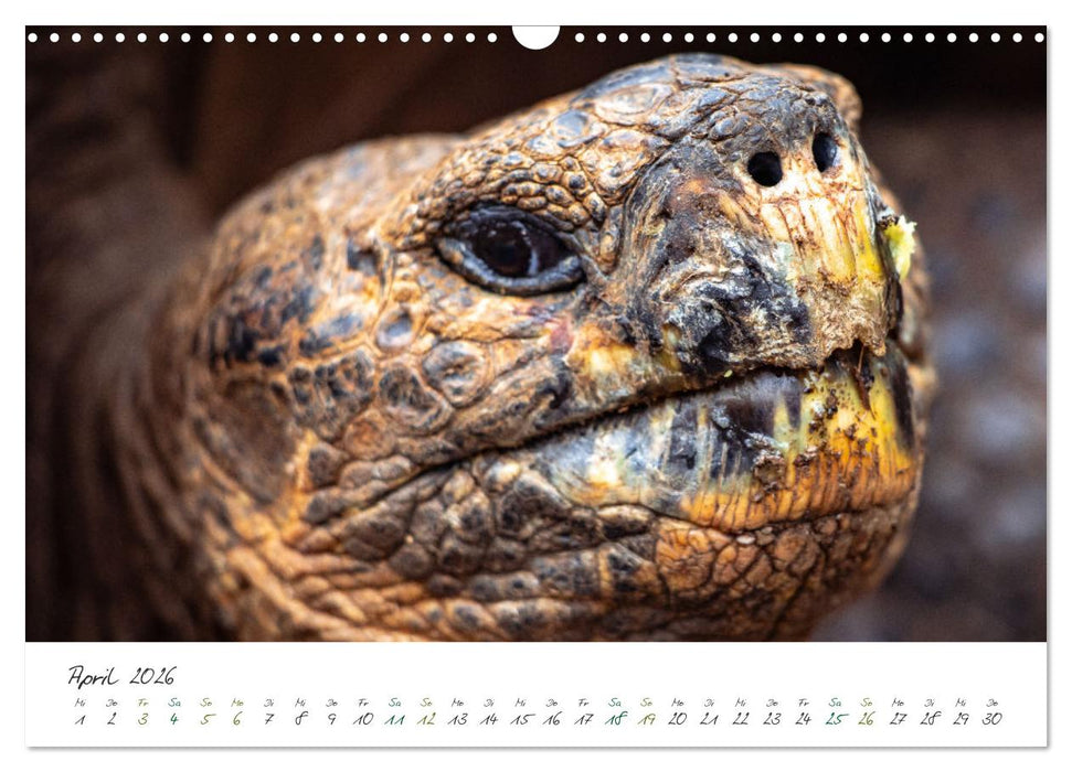 Wildes Galapagos - Die Tiere der Galapagos Inseln (CALVENDO Wandkalender 2026)