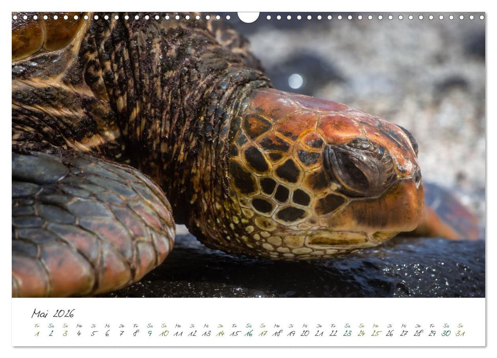 Wildes Galapagos - Die Tiere der Galapagos Inseln (CALVENDO Wandkalender 2026)