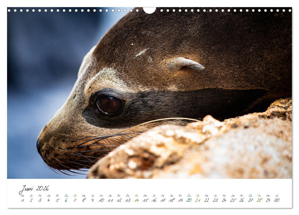 Wildes Galapagos - Die Tiere der Galapagos Inseln (CALVENDO Wandkalender 2026)