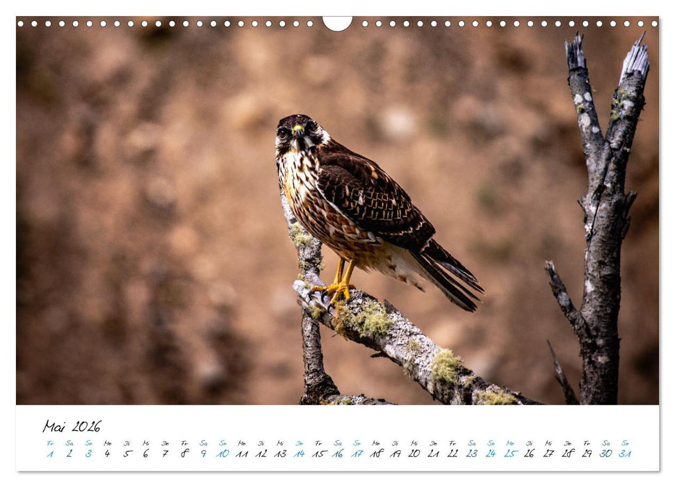 Salkantay Trek - 70 Kilometer zu Fuß nach Machu Picchu (CALVENDO Wandkalender 2026)