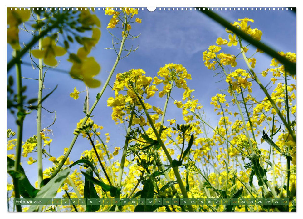 Garten von unten. Ein Perspektivwechsel (CALVENDO Premium Wandkalender 2026)