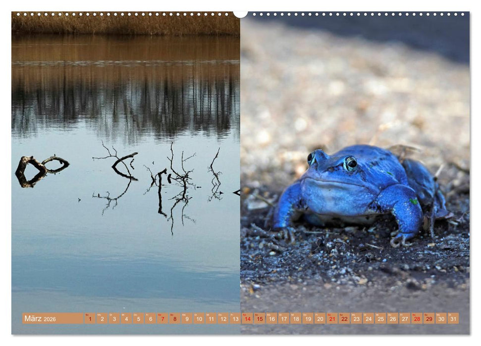 Oberlausitzer Heide- und Teichlandschaft (CALVENDO Premium Wandkalender 2026)