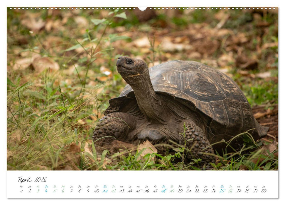 Die Riesenschildkröten der Galapagos Inseln (CALVENDO Wandkalender 2026)