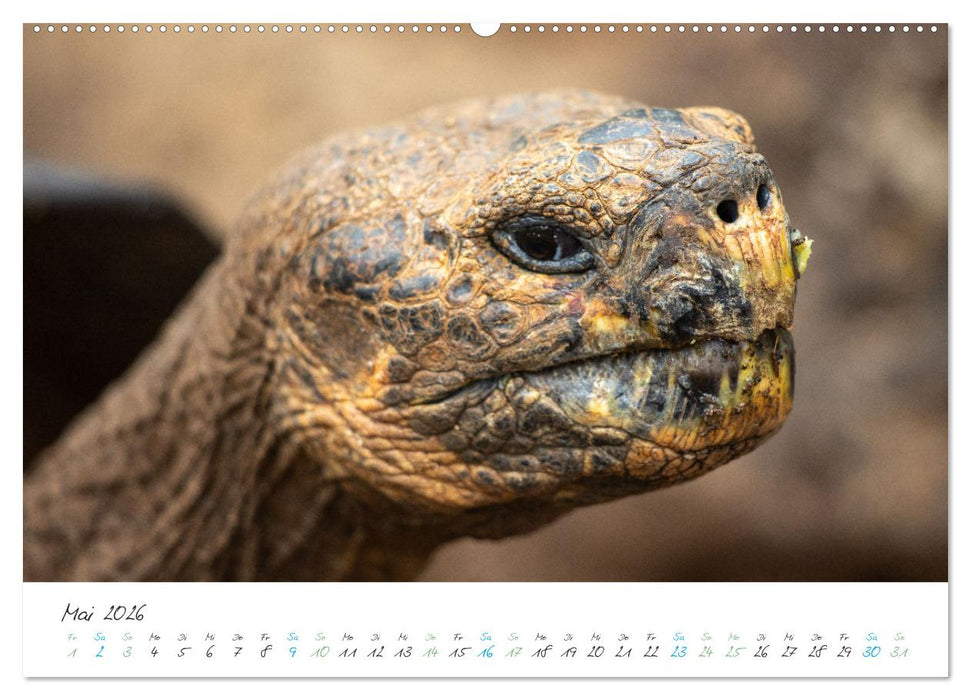 Die Riesenschildkröten der Galapagos Inseln (CALVENDO Wandkalender 2026)