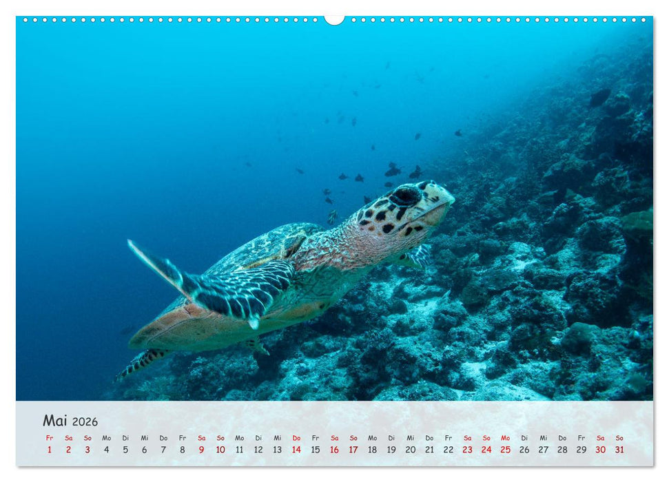 Faszination Meer und Fische (CALVENDO Wandkalender 2026)
