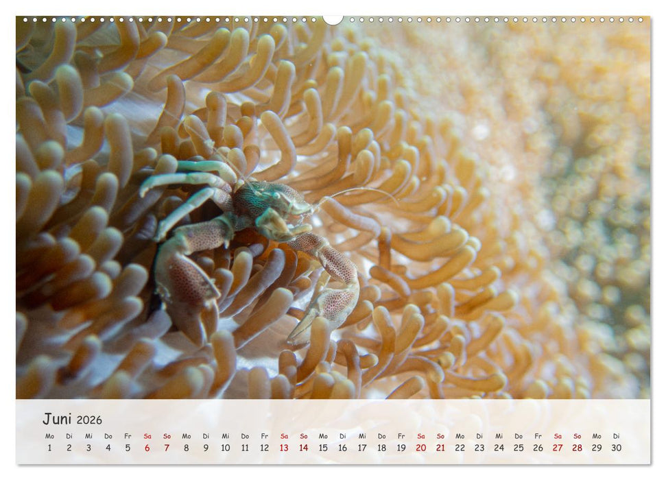 Faszination Meer und Fische (CALVENDO Wandkalender 2026)