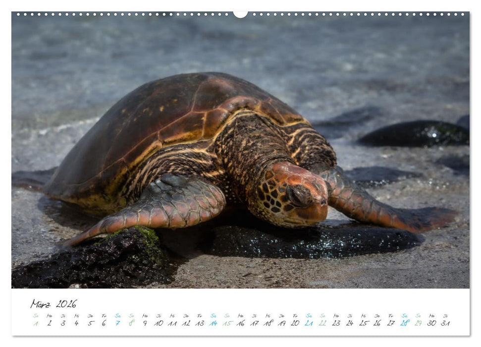 Die Riesenschildkröten der Galapagos Inseln (CALVENDO Premium Wandkalender 2026)