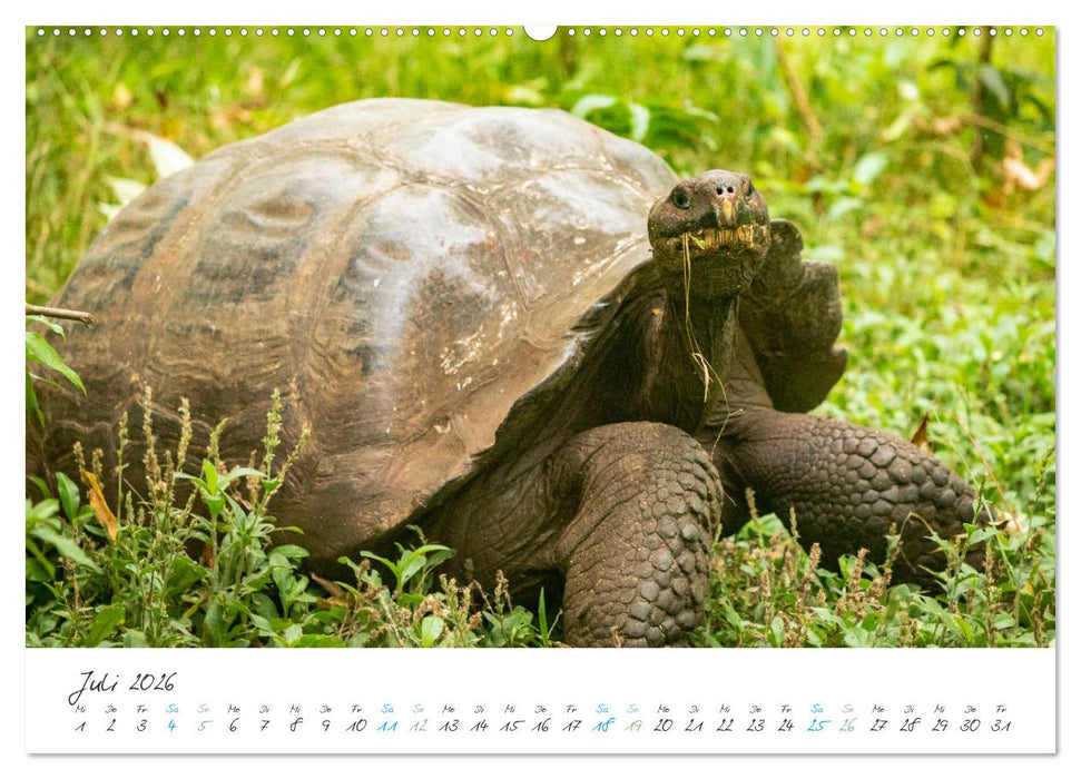 Die Riesenschildkröten der Galapagos Inseln (CALVENDO Premium Wandkalender 2026)