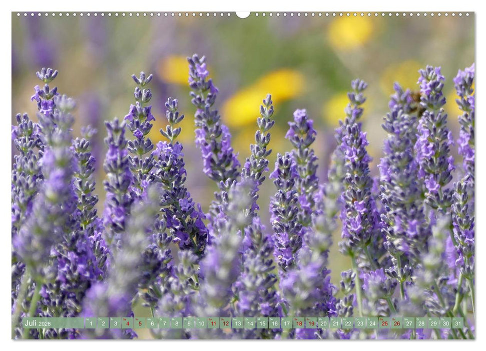 Der Duft von Lavendel (CALVENDO Premium Wandkalender 2026)