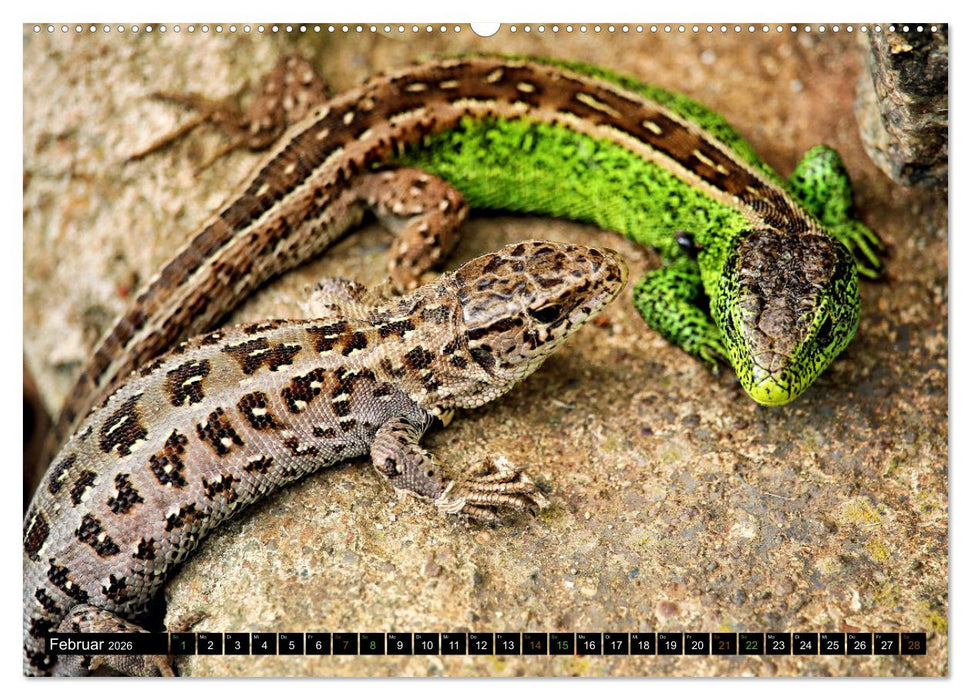 Kleine Drachen - Echsen (CALVENDO Premium Wandkalender 2026)