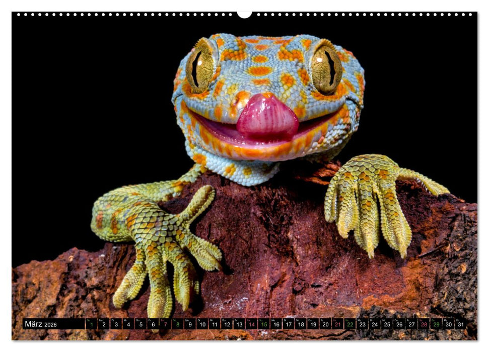 Kleine Drachen - Echsen (CALVENDO Premium Wandkalender 2026)